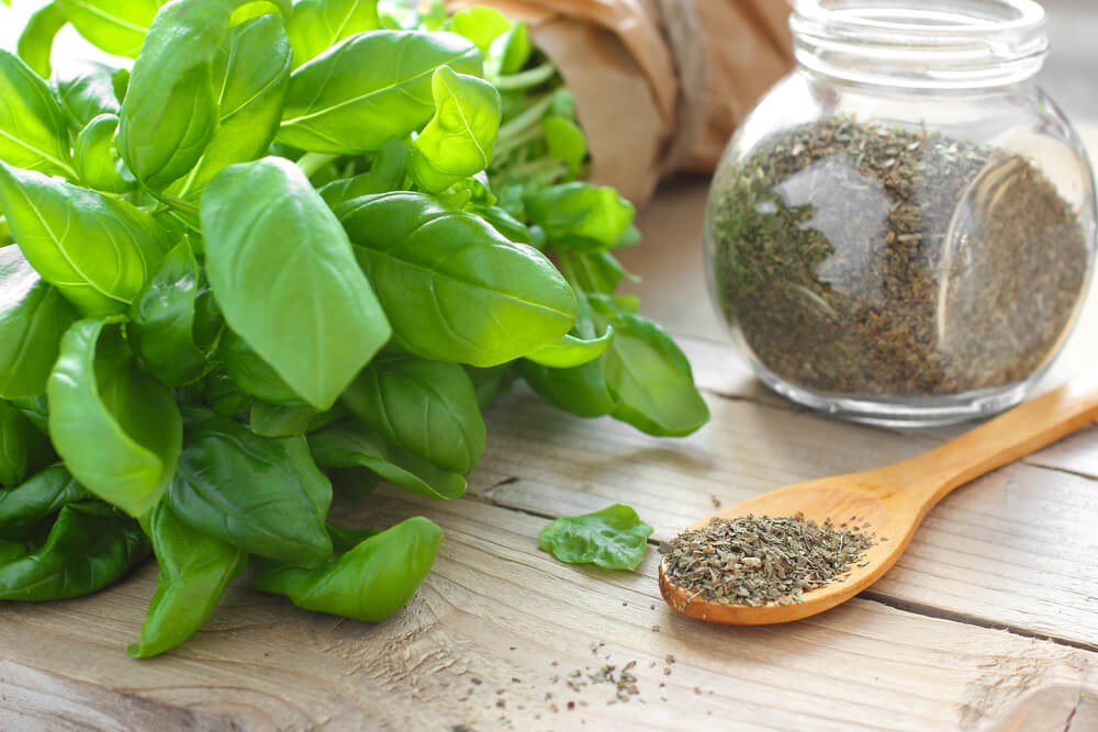 10 Amazing Health Benefits of Basil Tulsi Euphoric Herbals