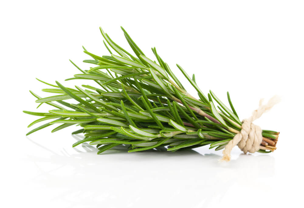 Rosemary Leaf Uses and Benefits