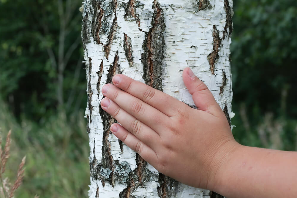 How to Make Things With Birch Bark