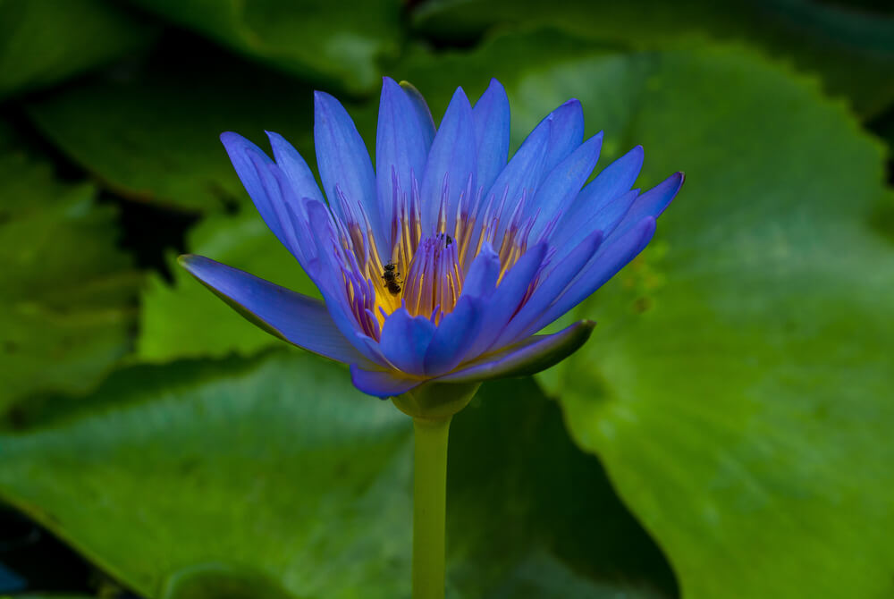 The Blue Lotus —