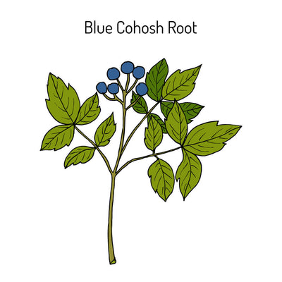 Benefits of Blue Cohosh Root: Women's Herb