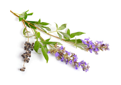 Benefits of Chasteberry (Vitex) for Balanced Hormones