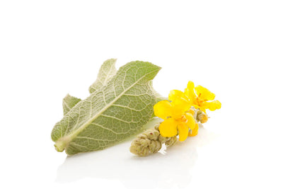 Benefits of Mullein: Respiratory Support & More