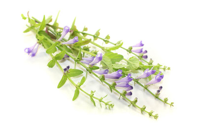 Benefits of Skullcap for Stress, Sleep, & Tension