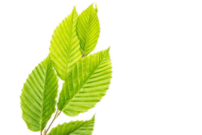 4 Soothing Benefits of Slippery Elm