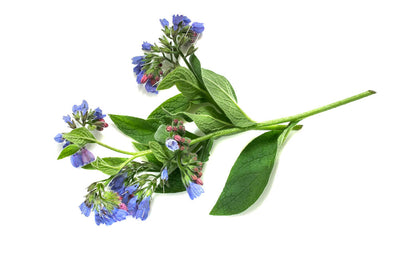 Top Comfrey Uses for Pain and Skin Healing