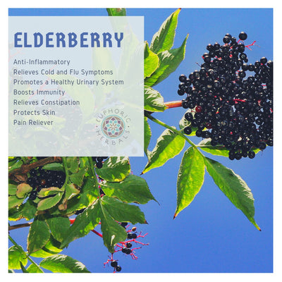 5 Surprising Ways Elderberry Can Enhance Your Wellness