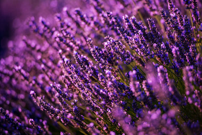 Lavender Benefits: 7 Healing and Soothing Uses