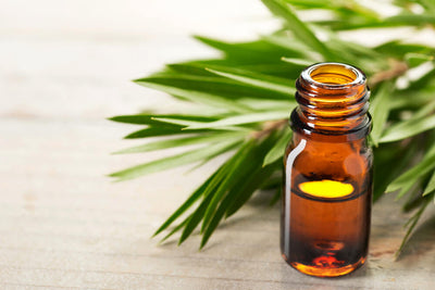 7 Powerful Benefits of Tea Tree Oil