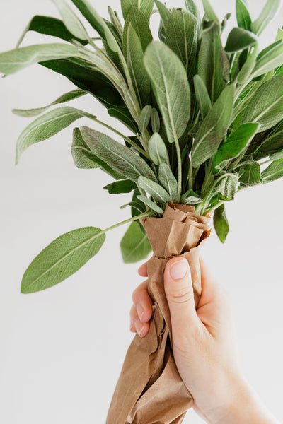 Sage: A Kitchen Herb with Surprising Medicinal Benefits